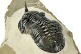 Morocconites Trilobite Fossil - Orange Eye Preservation #317822-4